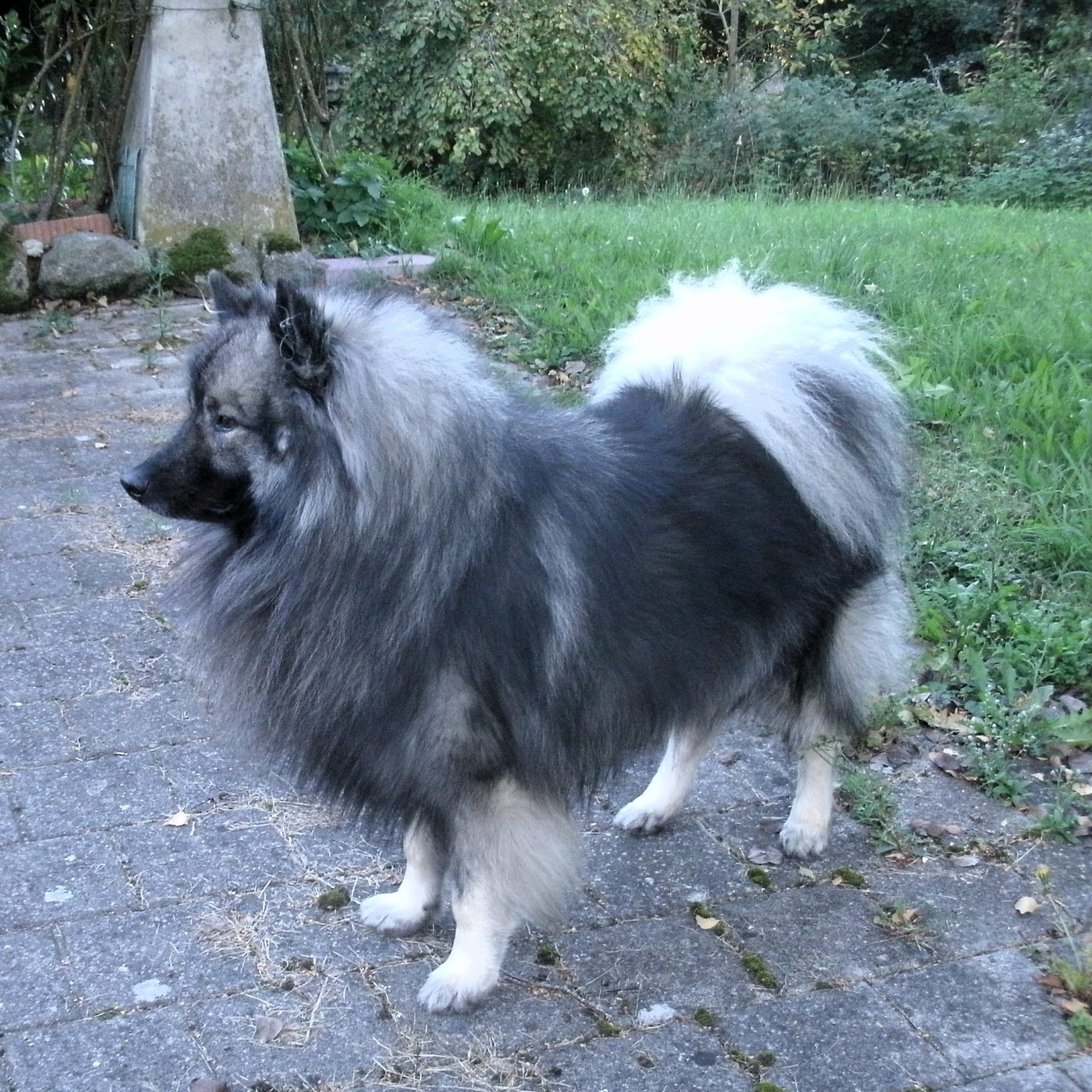 Wolfsspitz Natan Hugin