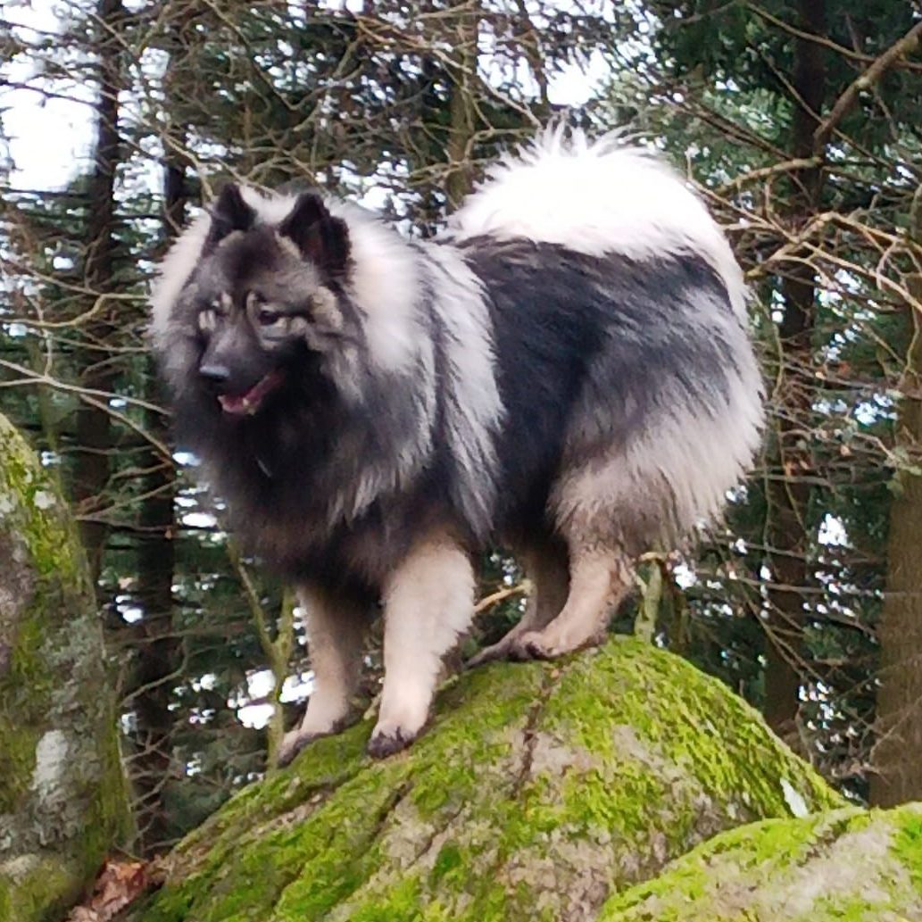 Baron von den Mühlenwölfen